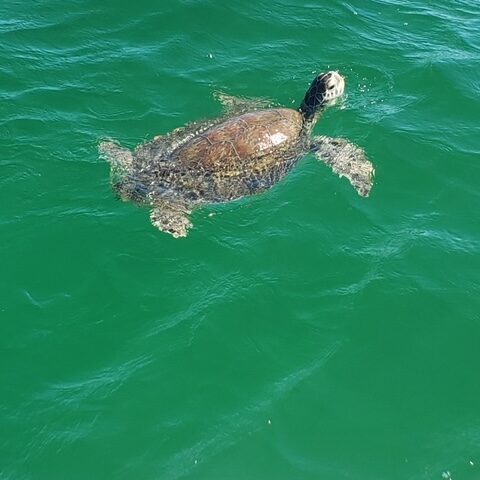 Destin Pontoon Tours