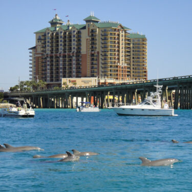 Unforgettable Family Dolphin Excursions 01