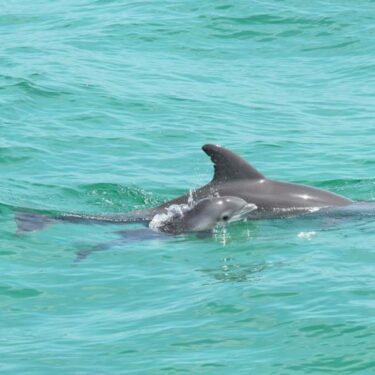 Unforgettable Family Dolphin Excursions 02